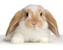 ingezonden bericht: huisdierkeuring